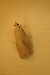 Hypsopygia albidalis