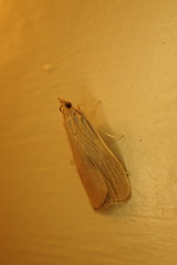 Hypsopygia albidalis