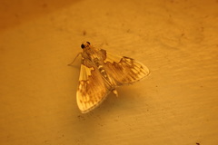 Rehimena cissophora