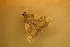 Rehimena cissophora