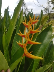 Heliconia × nickeriensis