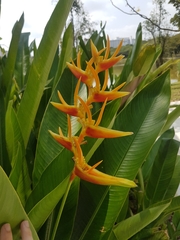 Heliconia × nickeriensis