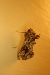 Ctenoplusia furcifera