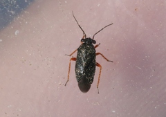 Slaterocoris