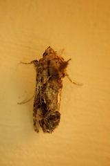Ctenoplusia furcifera