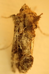 Ctenoplusia furcifera