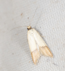 Tachystola stenoptera
