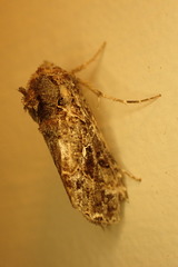 Ctenoplusia furcifera