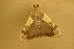 Rehimena cissophora