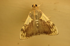 Rehimena cissophora