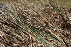 Typha capensis