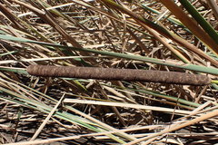 Typha capensis