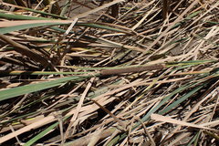 Typha capensis