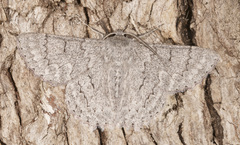 Crypsiphona tasmanica