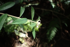 Pimelea drupacea