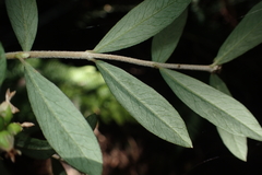 Pimelea drupacea