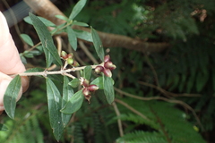 Pimelea drupacea