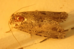 Spodoptera exempta