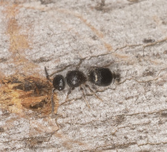 Ephutomorpha cordatiformis