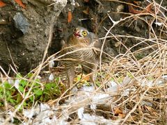 Accipiter nisus