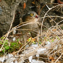 Accipiter nisus