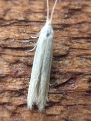 Coleophora versurella