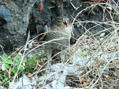 Accipiter nisus