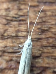Coleophora versurella