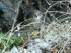 Accipiter nisus