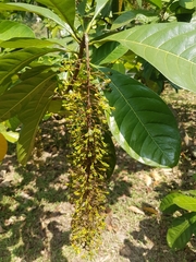 Lophanthera lactescens