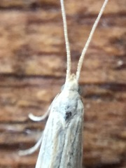 Coleophora versurella
