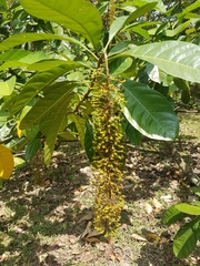 Lophanthera lactescens