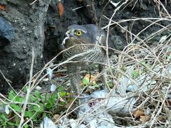 Accipiter nisus