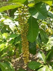 Lophanthera lactescens