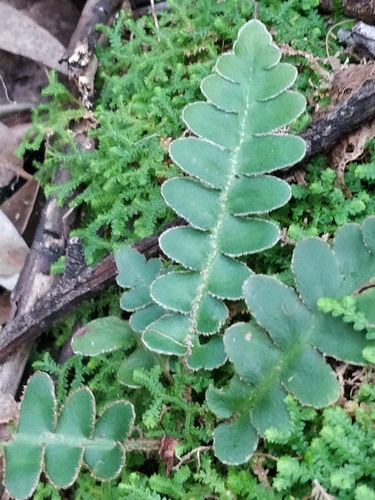 Image of Asplenium lolegnamense by (c) Vítor Jorge, some rights reserved (CC BY)