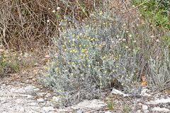 Helichrysum stoechas