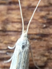 Coleophora versurella