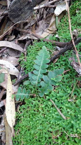 Image of Asplenium lolegnamense by (c) Vítor Jorge, some rights reserved (CC BY)