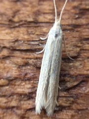 Coleophora versurella