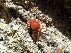Allothrombium