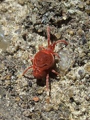 Allothrombium
