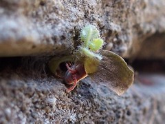 Allothrombium