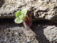 Allothrombium