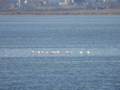Phoenicopterus roseus