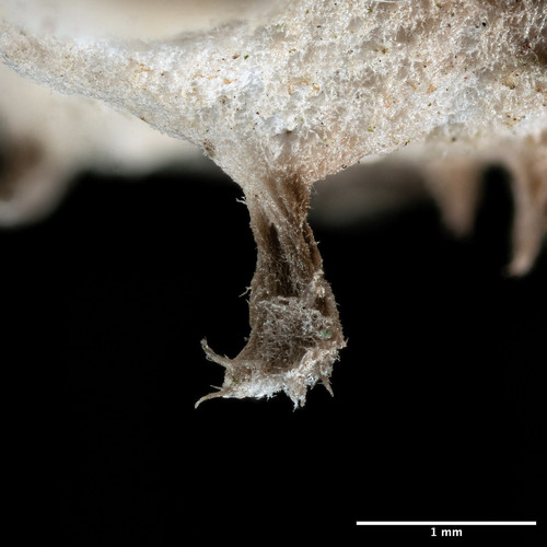 horizontal pelt lichen