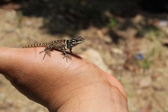 Sceloporus aureolus