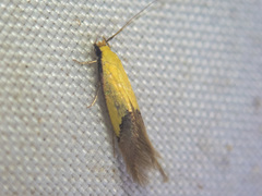 Opogona protodoxa