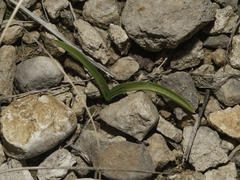 Anacamptis pyramidalis