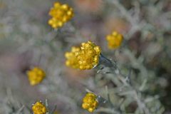 Helichrysum stoechas
