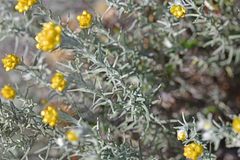 Helichrysum stoechas
